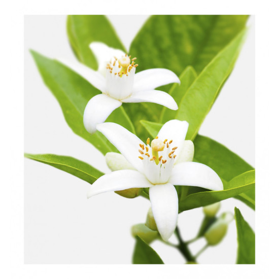 EAU DE PARFUM POUR HOMME POUR TOI 15ML EAU DE PARFUM POUR HOMME POUR TOI 15ML