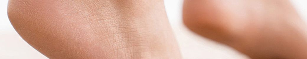 Μύκητες Μύκητες